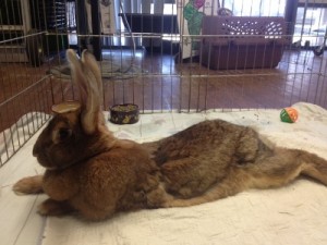 photo (16)