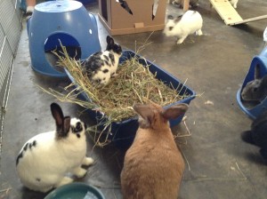 photo (18)