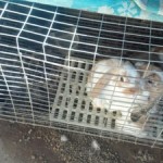 One of the sets of breeder bunnies