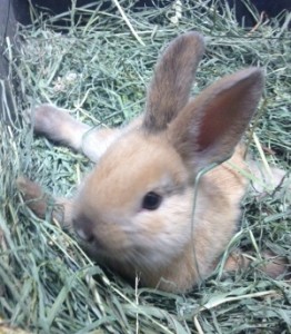 photo (5)
