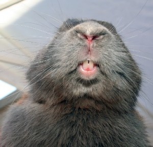 Do you get our Bun-E-News? It's full of great information. See rabbits we have rescued. Get dates for upcoming events. Learn from our monthly bunny facts. See how you can help rabbits. To sign up just fill out the quick form on our home page. Your email address will be safe and only used by Bunny Bunch and Bunny Bunch Boutique. Fall news coming out soon so sign up today!