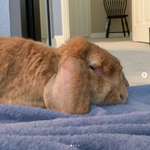 Honey’s second chance!