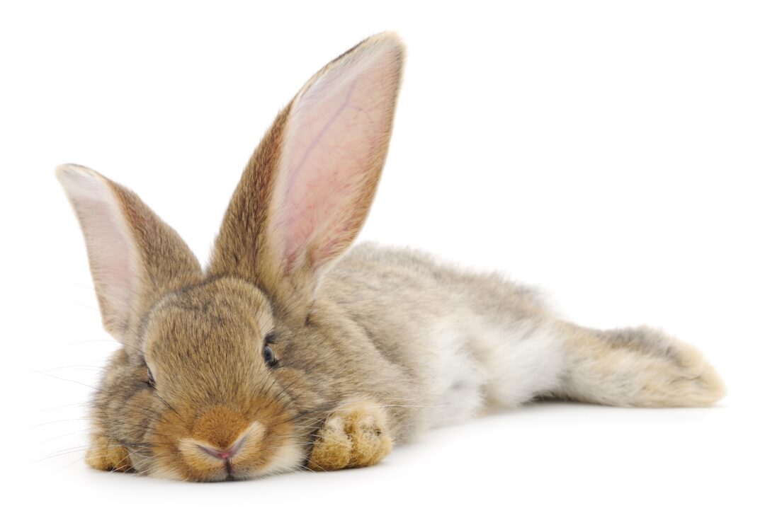 The Bunny Bunch | A Non Profit, No Kill Rabbit Rescue and Education ...